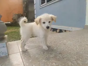 1-3 months Female Purebred Japanese Spitz