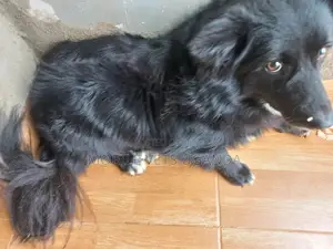 3-6 months Female Purebred Japanese Spitz