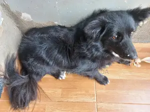 3-6 months Male Purebred Japanese Spitz