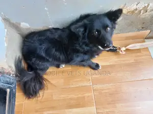 3-6 months Female Purebred Japanese Spitz