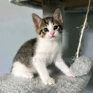 1-3 months Male Purebred Bombay