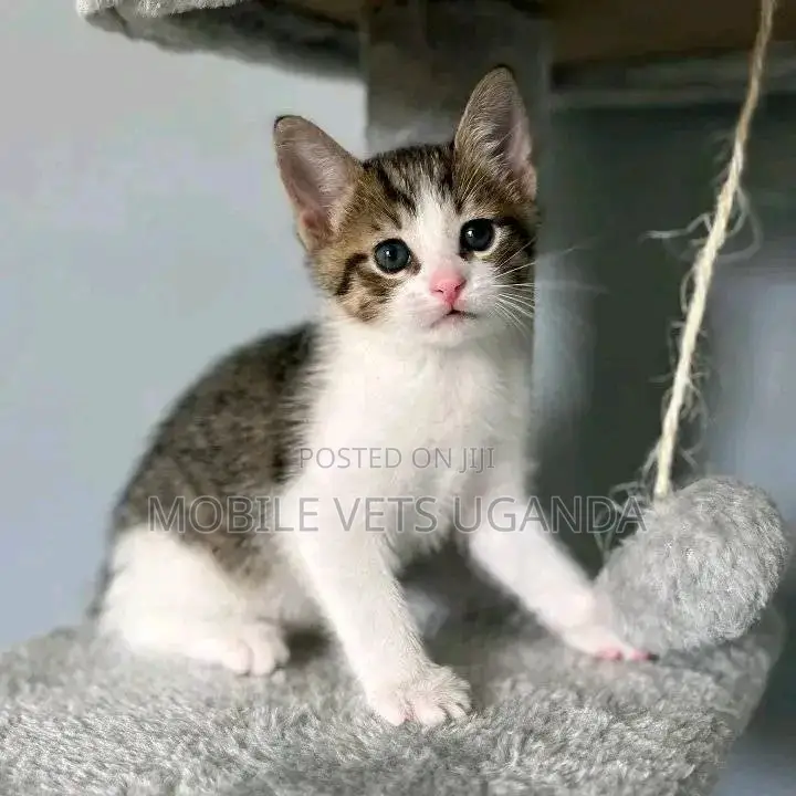 1-3 months Male Purebred Bombay