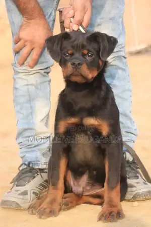 3-6 months Male Purebred Rottweiler