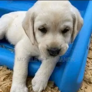1-3 months Female Purebred Labrador Retriever