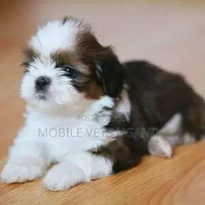 1-3 months Male Purebred Maltese