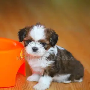 1-3 months Female Purebred Maltese