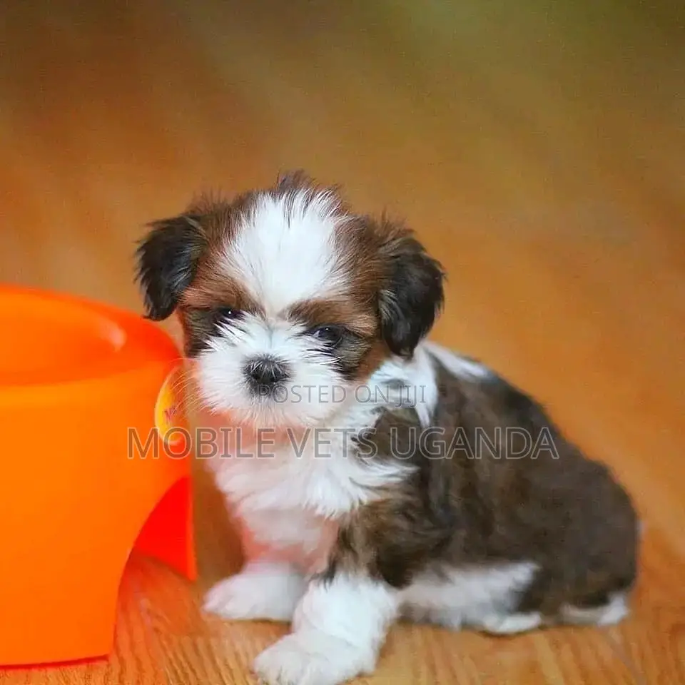 1-3 months Female Purebred Maltese