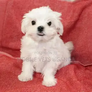 1-3 months Male Purebred Maltese