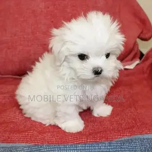 1-3 months Female Purebred Maltese