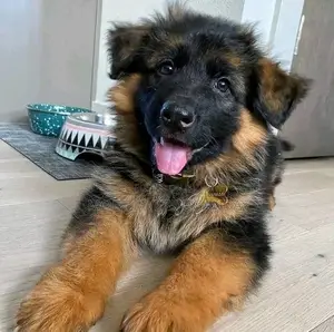 3-6 months Female Purebred German Shepherd