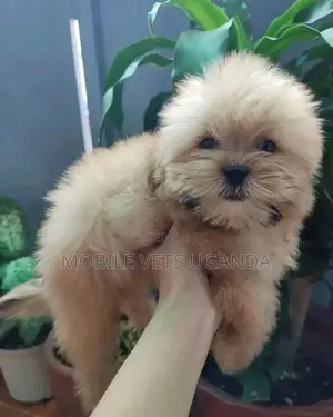 1-3 months Male Purebred Maltese