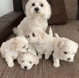 0-1 month Male Purebred Maltese