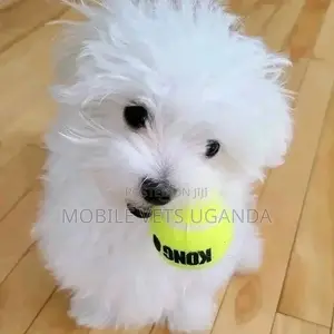 0-1 month Female Purebred Maltese