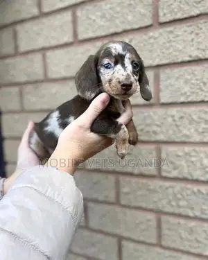 1-3 months Male Purebred Dachshund