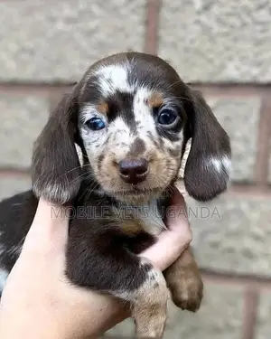 1-3 months Male Purebred Dachshund