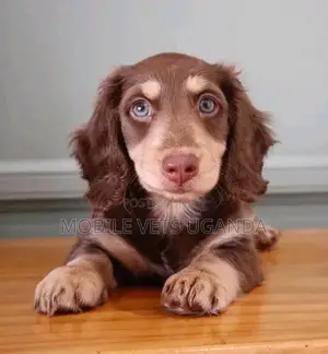 6-12 months Male Purebred Dachshund