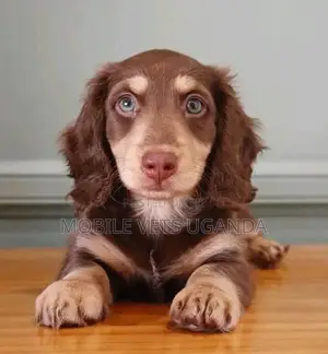1-3 months Female Purebred Dachshund