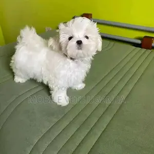 1-3 months Female Purebred Maltese