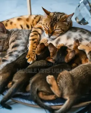 1-3 months Male Purebred American Wirehair