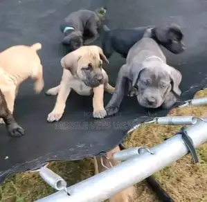 3-6 months Male Purebred Boerboel