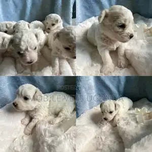 0-1 month Female Purebred Maltese
