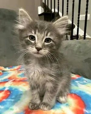 1-3 months Female Purebred American Wirehair