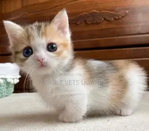 0-1 month Female Purebred Bengal