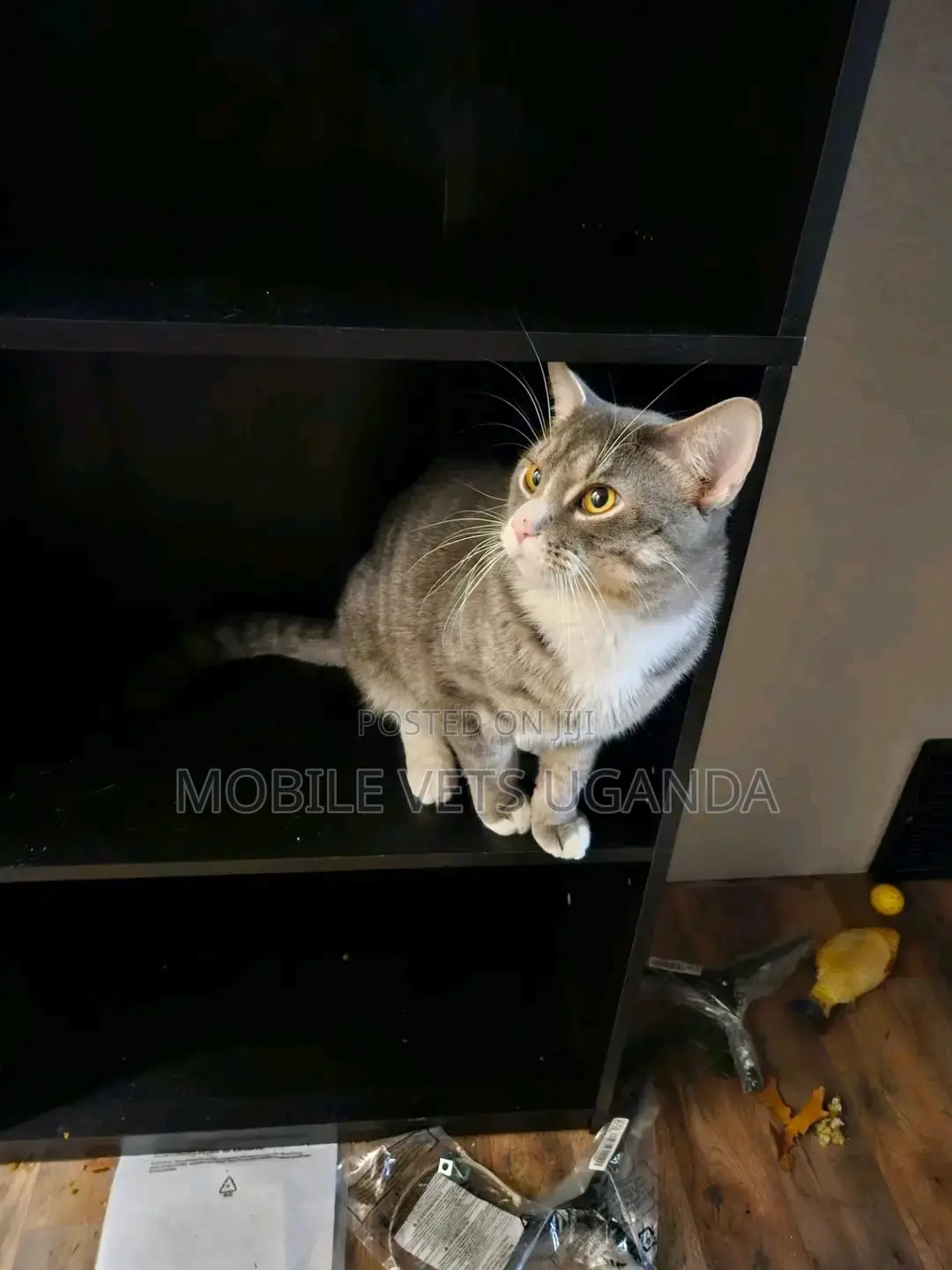 3-6 months Male Purebred Bengal