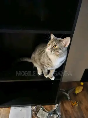 3-6 months Male Purebred Bengal
