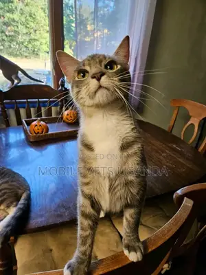 6-12 months Female Purebred Bengal