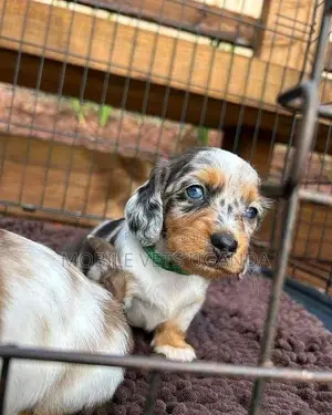 3-6 months Male Purebred Dachshund