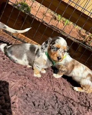 3-6 months Female Purebred Dachshund