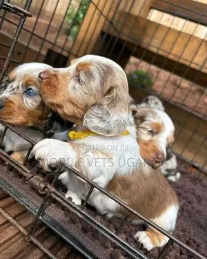 0-1 month Female Purebred Dachshund