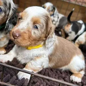 1-3 months Female Purebred Dachshund