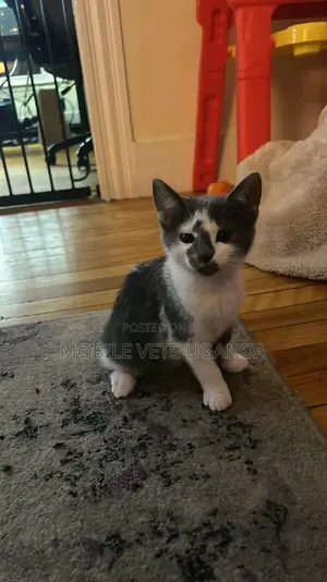 1-3 months Male Purebred Bombay