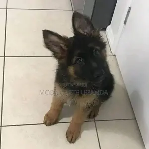 3-6 months Female Purebred German Shepherd