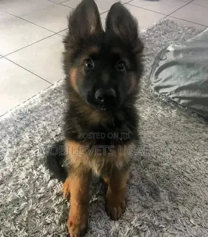 3-6 months Male Purebred German Shepherd