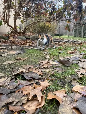 0-1 month Male Purebred Bombay