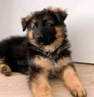 1-3 months Female Purebred German Shepherd