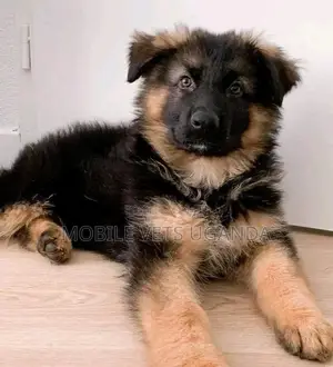 1-3 months Female Purebred German Shepherd