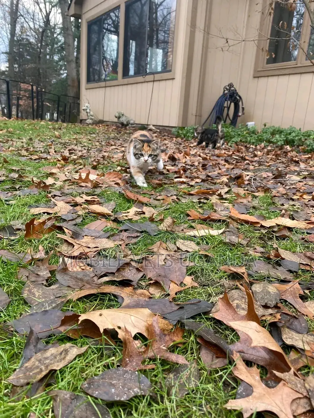 3-6 months Female Purebred Bengal