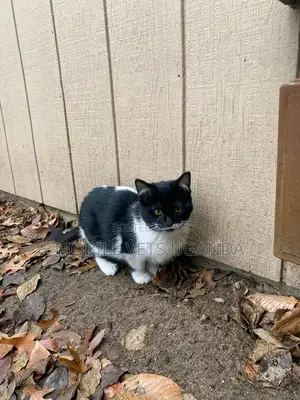 1-3 months Female Purebred Balinese