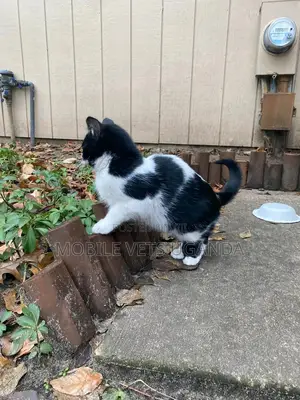 3-6 months Female Purebred Bombay