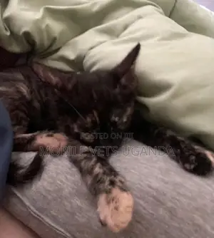 1-3 months Male Purebred Burmese