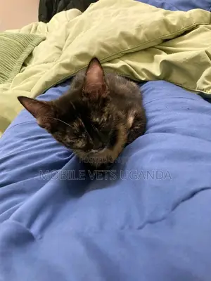 1-3 months Male Purebred American Shorthair