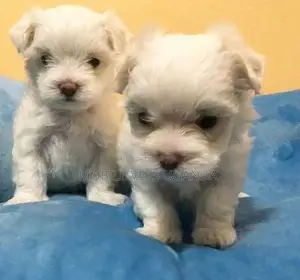 3-6 months Male Purebred Maltese