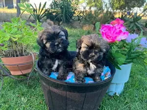 0-1 month Male Purebred Maltese