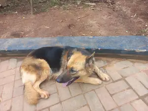 6-12 months Female Purebred German Shepherd