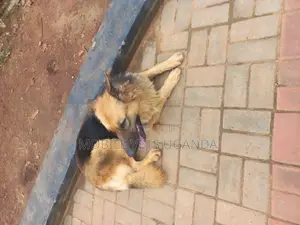 1+ year Female Purebred German Shepherd