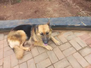 1+ year Female Purebred German Shepherd